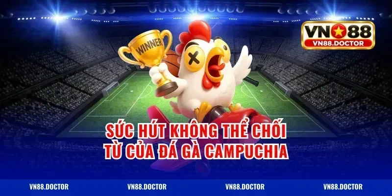 Sức Hút Không Thể Chối Từ của Đá Gà Campuchia